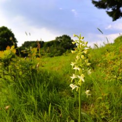 Blomstrende hemmeligheder  kom tt p Danmarks vilde orkider! 