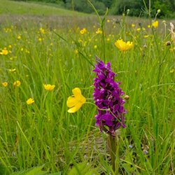 Blomstrende hemmeligheder  kom tt p Danmarks vilde orkider! 