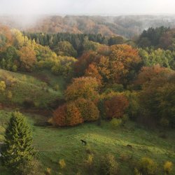 Kom med p svampejagt i urrt skov tt p Vejle og Jelling